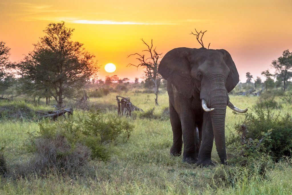 Zuid-Afrika — van Kaapstad tot safari, een reis vol contrasten